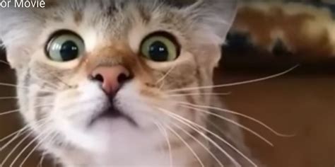 cat watching psycho fake|Cat Watching Horror Movie Is Viral Video Of The Year.